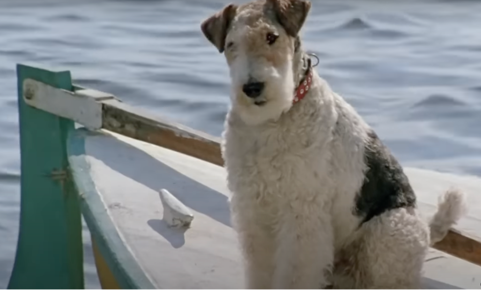 Четверо не считая собаки. Монморанси трое в лодке. Монморанси собака из трое в лодке. Монморанси трое в лодке не.