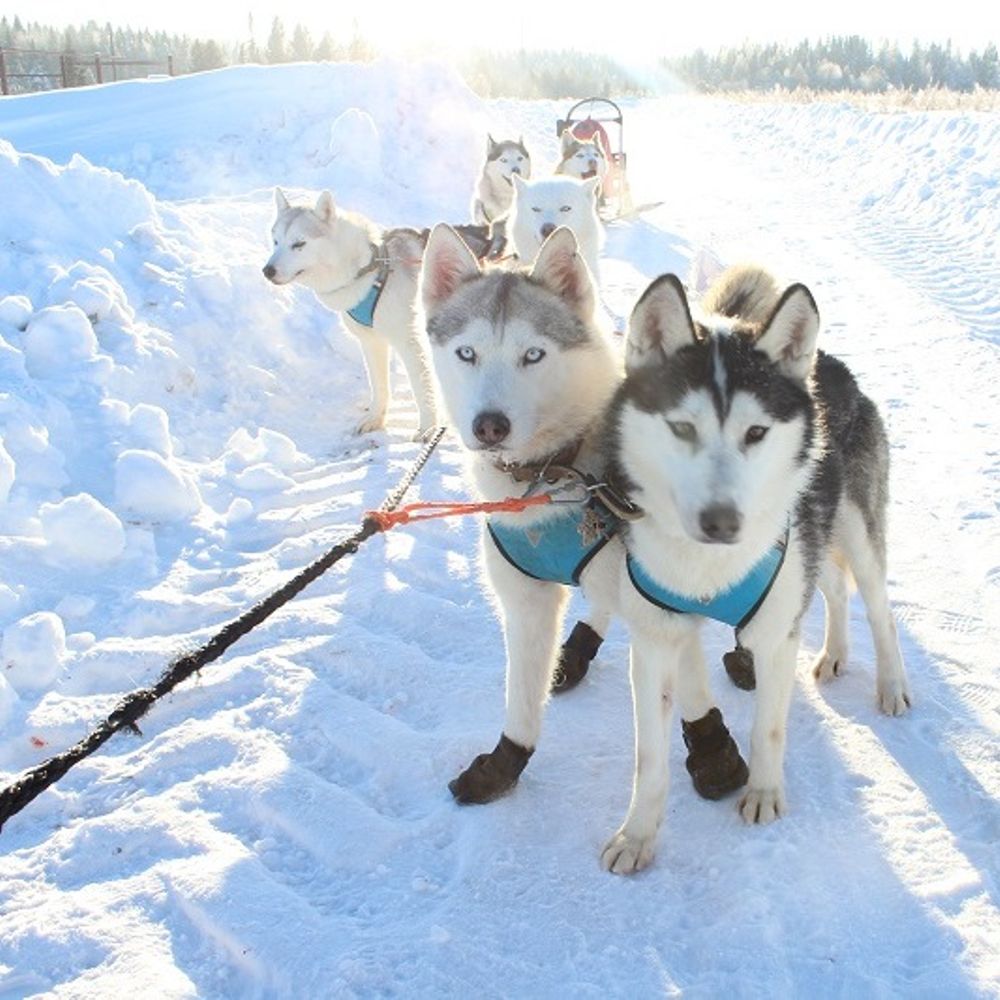 Катание на хаски красноярск