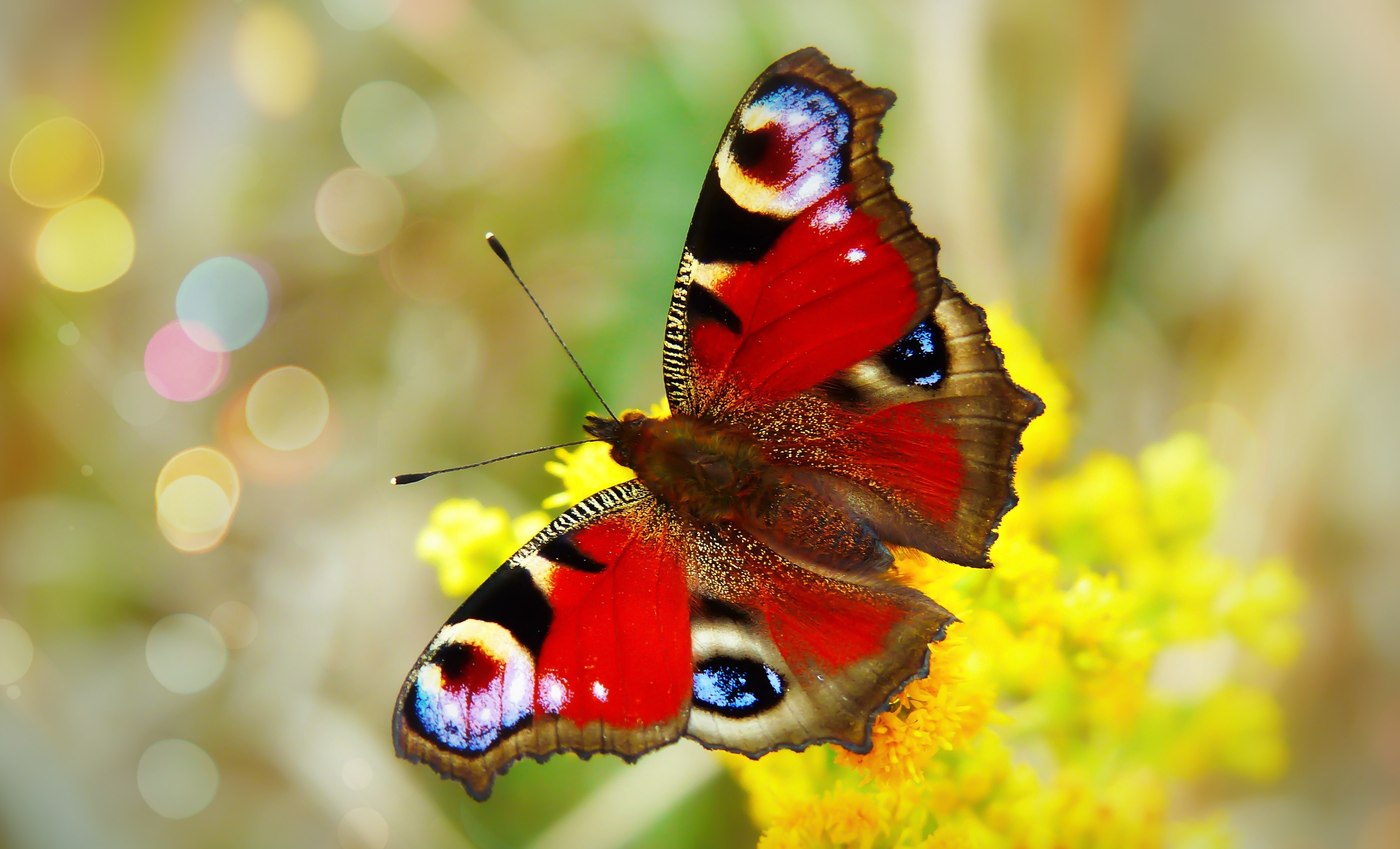 Бабочка с яркими крыльями. Павлиний глаз (бабочка). Бабочка павлиний глаз окраска. Дневной павлиний глаз бабочка. Яркие бабочки.