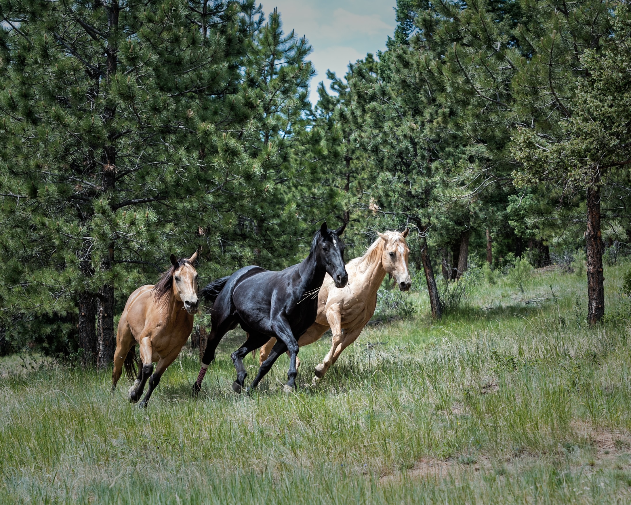 Три лошадки. Три лошади. Прогулка на лошадях весной. Лошадь весной.
